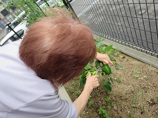 小多機で野菜作り